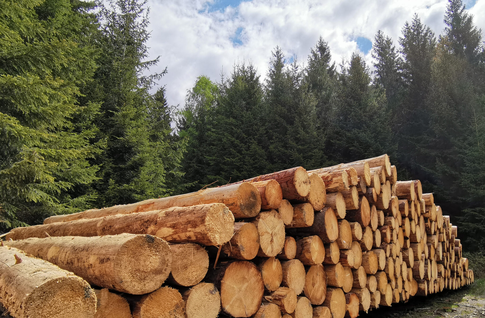 Holz - Forstwirtschaft Harz